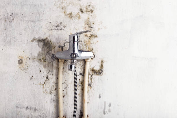 Best Preventive Mold Services in Clarence Center, NY