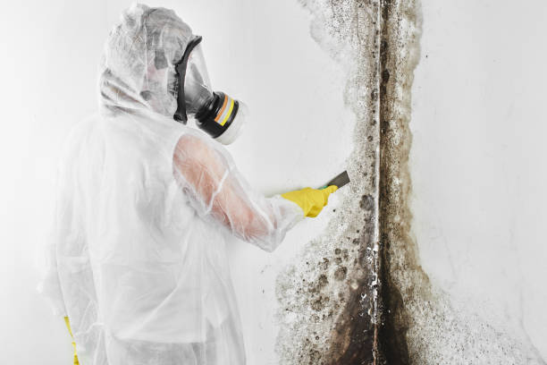 Best White Mold Remediation in Clarence Center, NY