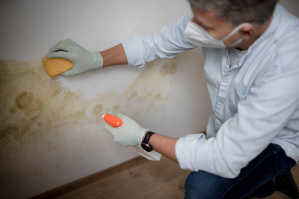 Best Residential Mold Remediation in Clarence Center, NY