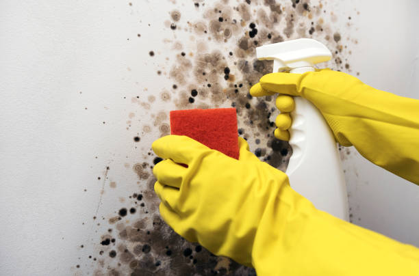 Reliable Clarence Center, NY Mold Remediation Solutions