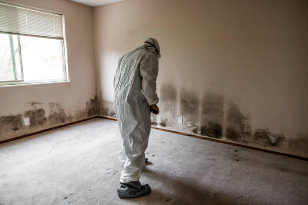 Best Basement Mold Remediation in Clarence Center, NY